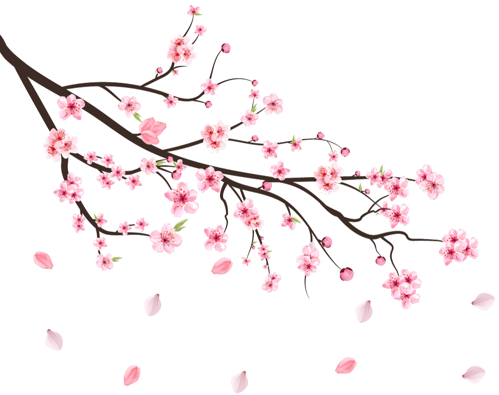 Cherry Blossom PNG